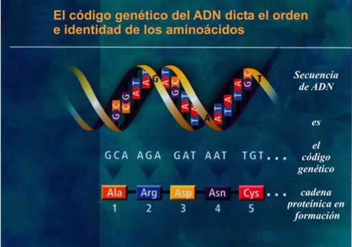El código genético dicta el orden