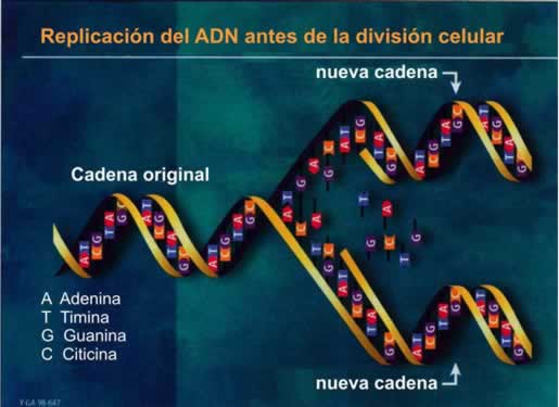 Replicación del ADN